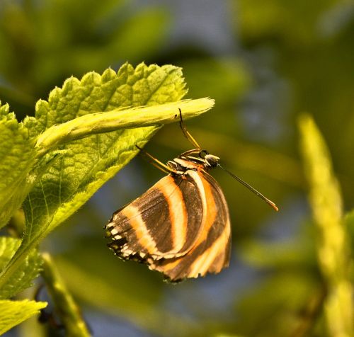 butterfly brown yellow public record