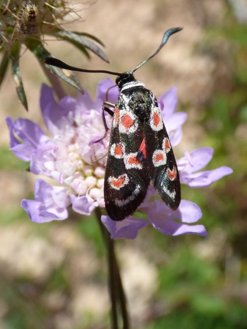 butterfly zygaena filipendulae gitaneta