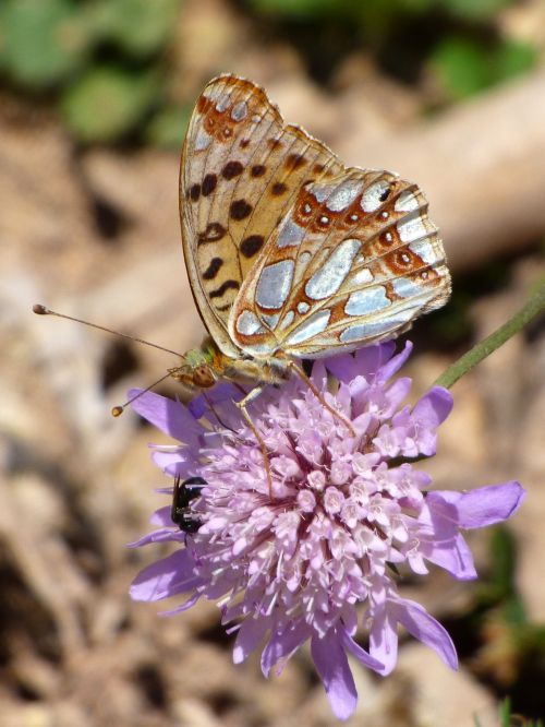 butterfly wild flower libar