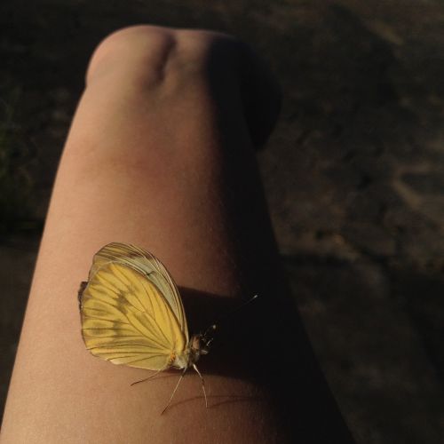 butterfly yellow nature