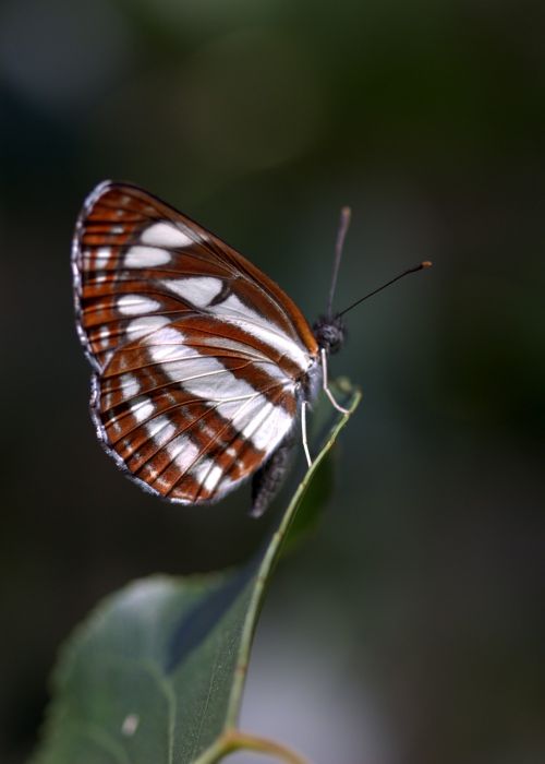 butterfly coloring stripes