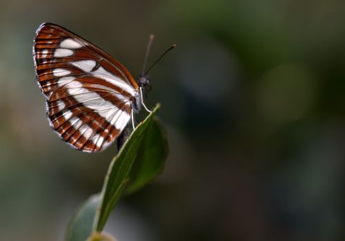 butterfly coloring stripes