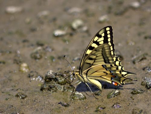 butterfly dovetail drink