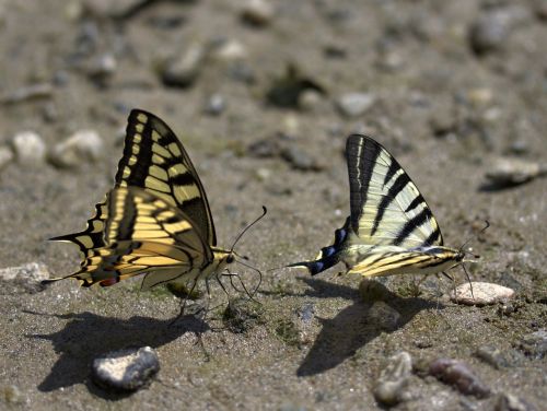 butterfly dovetail drink