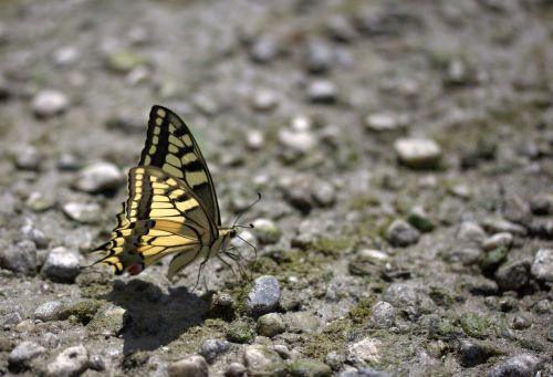 butterfly dovetail drink