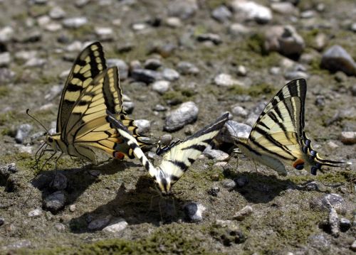 butterfly dovetail drink