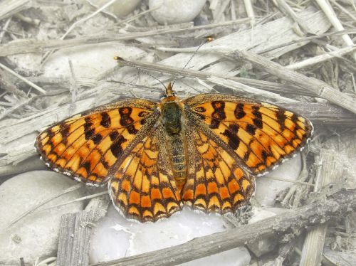 butterfly maiden more melitaea phoebe