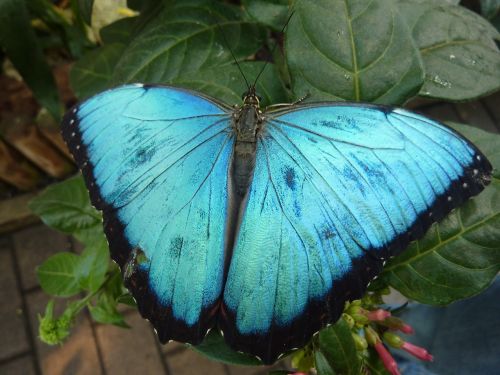 butterfly blue close