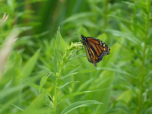 butterfly monarch butterfly monarch