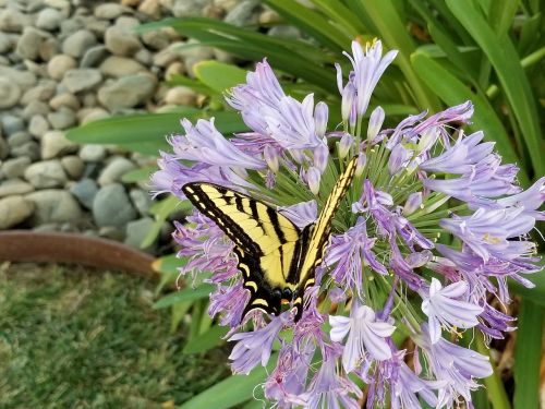 butterfly flower spring