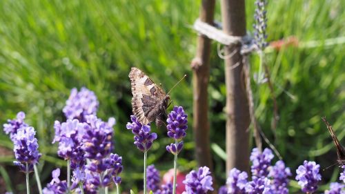 butterfly lavender insect