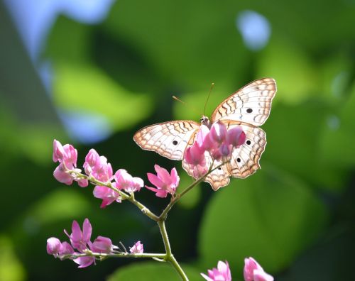 butterfly pink flower nature