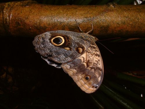 butterfly moth detail