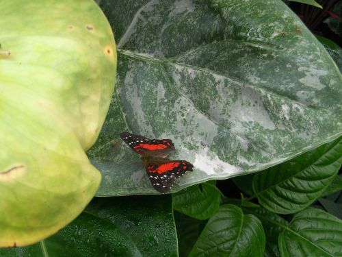 butterfly plant exotic plants