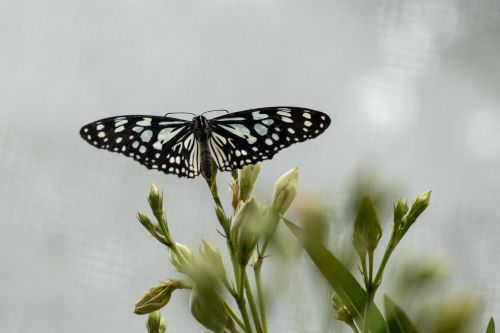 butterfly insect close