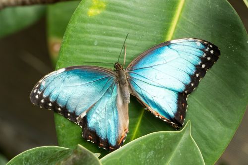 butterfly insect close