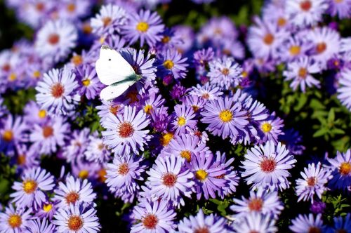 butterfly purple flowers