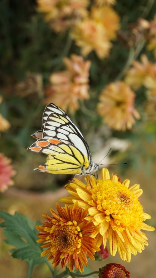 butterfly blooming bloom