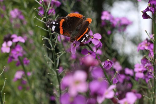 butterfly garden summer