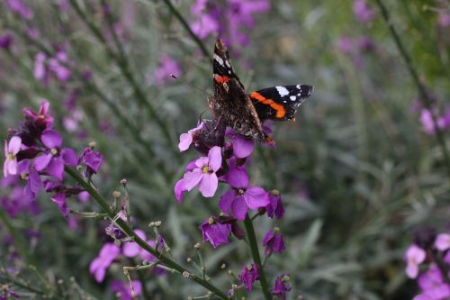 butterfly garden summer