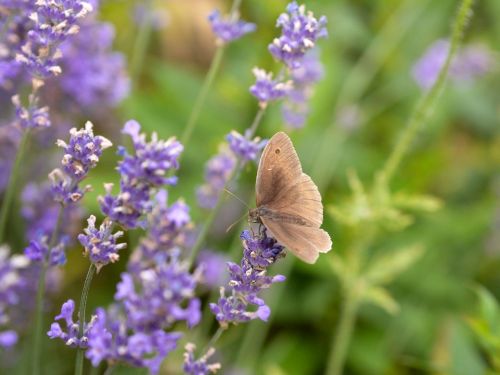 butterfly lavender close