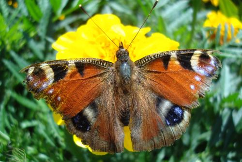 butterfly vanessa cardui insect