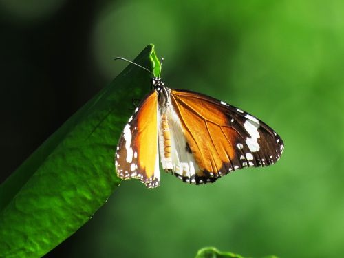 butterfly beautiful love