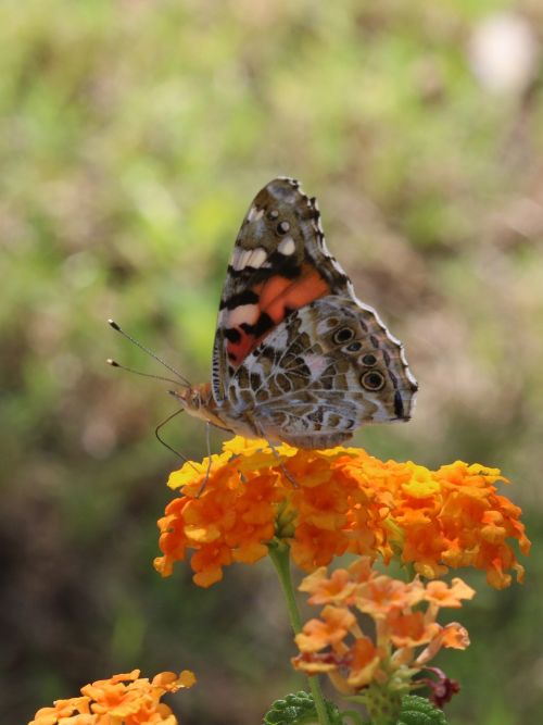 butterfly macro close