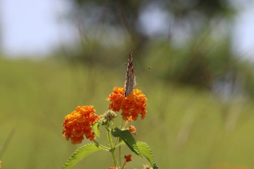 butterfly macro close