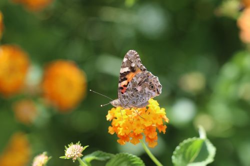 butterfly macro close