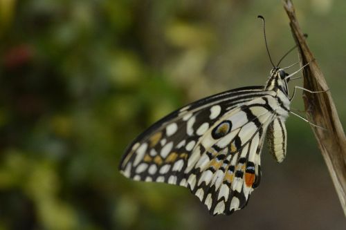 butterfly drying wings