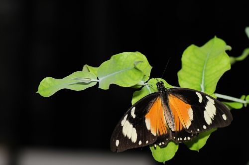 butterfly nature insect