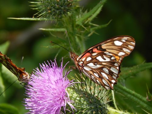 butterfly sucking wild flower