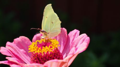 butterfly insect zinnia