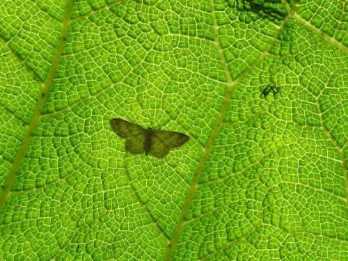 butterfly green leaf back light
