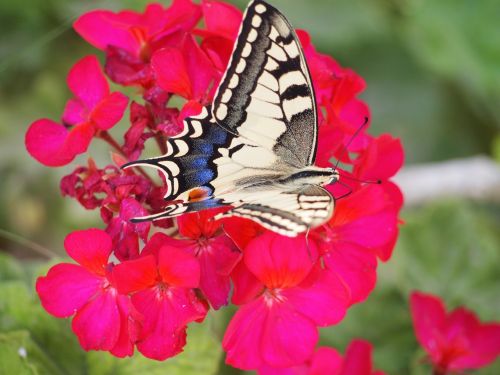 butterfly blooms nature