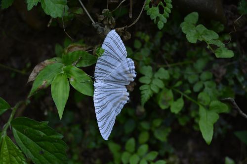 butterfly white green leaf in
