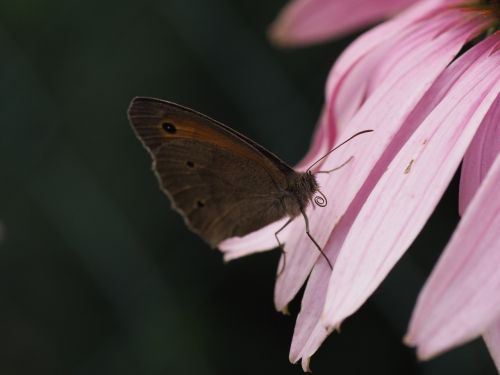 butterfly summer blossom