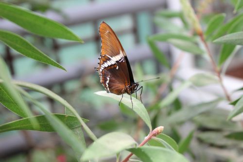 butterfly botanical garden close