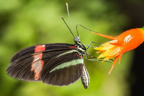 butterfly black red