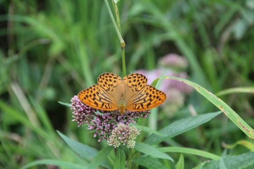 butterfly insect