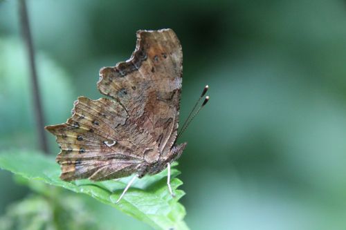 butterfly insect