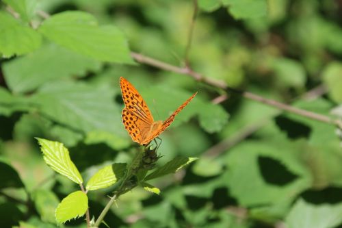 butterfly insect