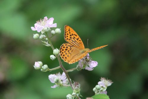 butterfly insect