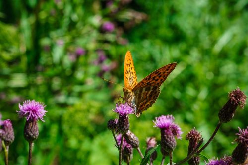 butterfly summer nature