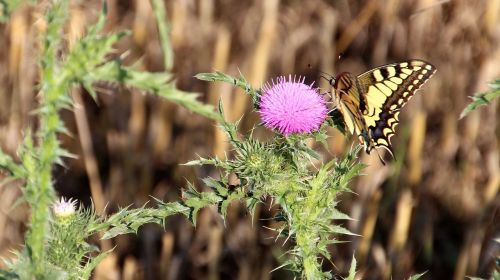 butterfly meadow nature