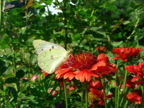 butterfly my garden