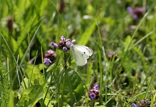 butterfly bielinek white