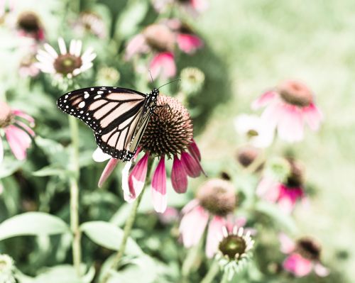 butterfly nature coneflower