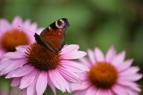 butterfly peacock flower